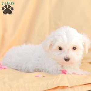 Butch, Maltese Puppy
