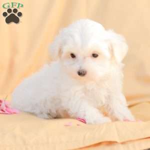 Butch, Maltese Puppy