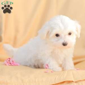 Butch, Maltese Puppy