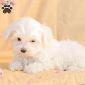 Butch, Maltese Puppy