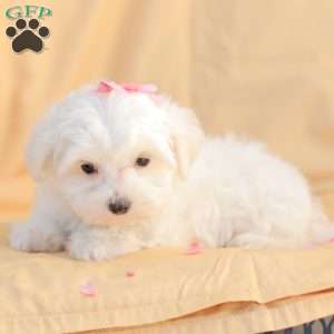 Butch, Maltese Puppy