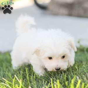 Butch, Maltese Puppy