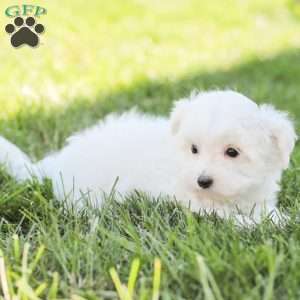 Butch, Maltese Puppy