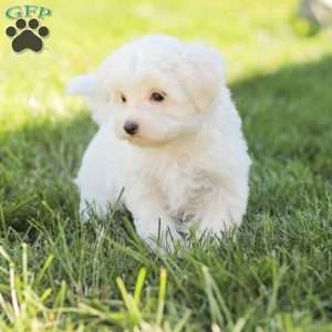 Butch, Maltese Puppy