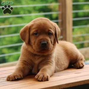 Fiona, Fox Red Labrador Retriever Puppy