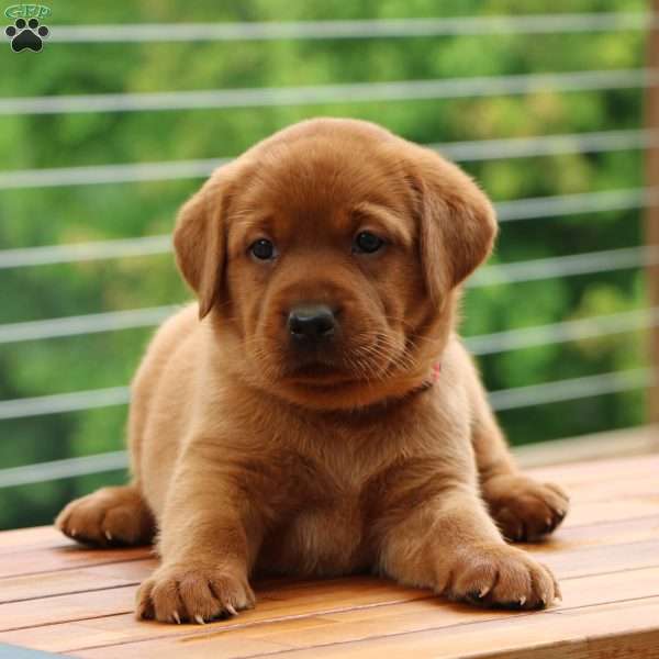 Fiona, Fox Red Labrador Retriever Puppy