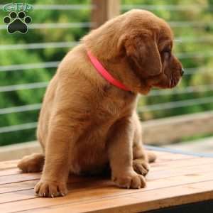 Fiona, Fox Red Labrador Retriever Puppy