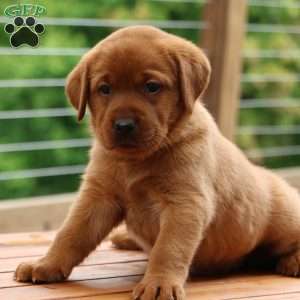 Fiona, Fox Red Labrador Retriever Puppy