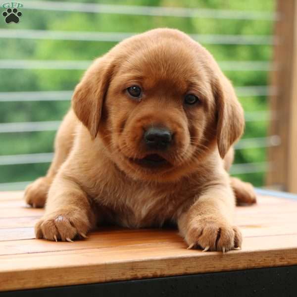 Felicity, Fox Red Labrador Retriever Puppy