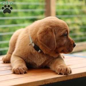 Felicity, Fox Red Labrador Retriever Puppy