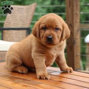 Felicity, Fox Red Labrador Retriever Puppy