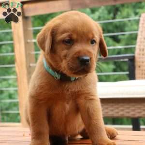 Felix, Fox Red Labrador Retriever Puppy