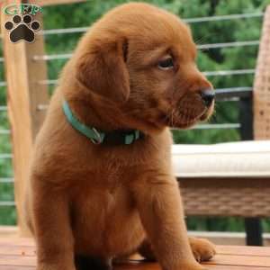 Felix, Fox Red Labrador Retriever Puppy