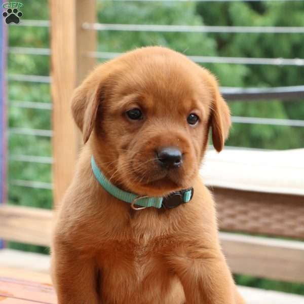 Felix, Fox Red Labrador Retriever Puppy