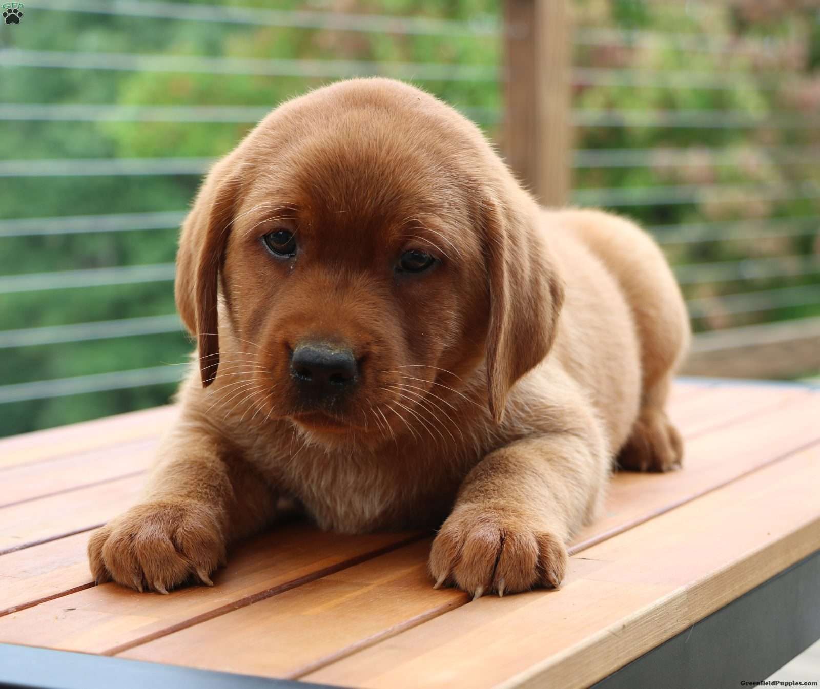 Felicity, Labrador Retriever
