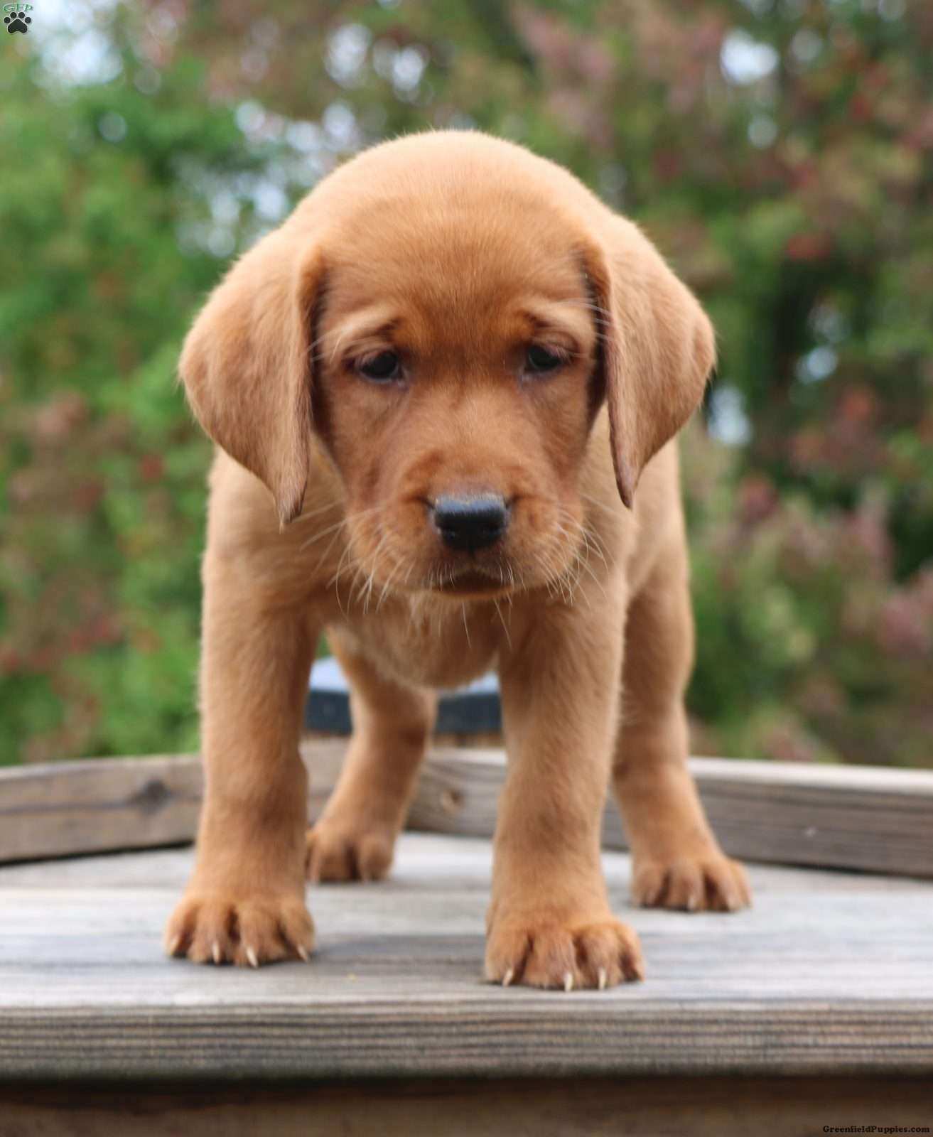 Brynn (Labrador, Female) in Lebanon, PA