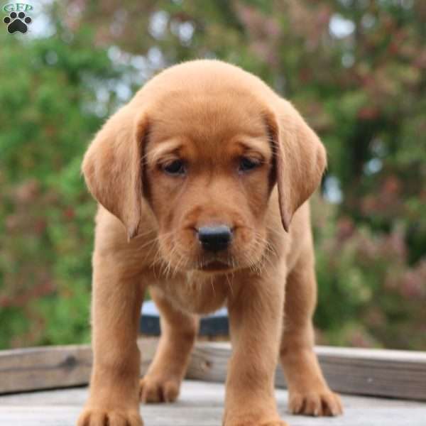 Brynn, Fox Red Labrador Retriever Puppy