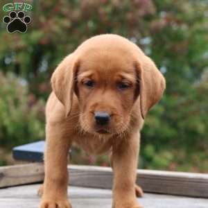 Brynn, Fox Red Labrador Retriever Puppy