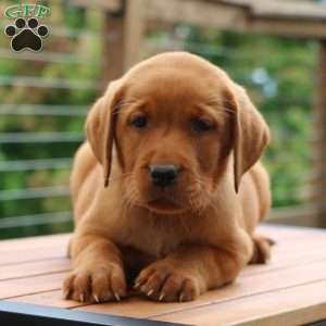 Brynn, Fox Red Labrador Retriever Puppy