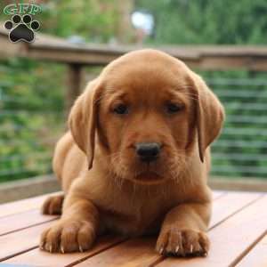 Brynn, Fox Red Labrador Retriever Puppy
