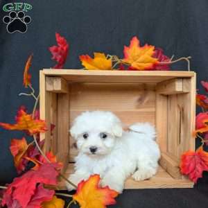 Autumn, Maltese Puppy