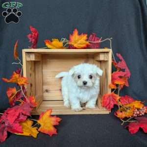 Tiny Princess, Maltese Puppy