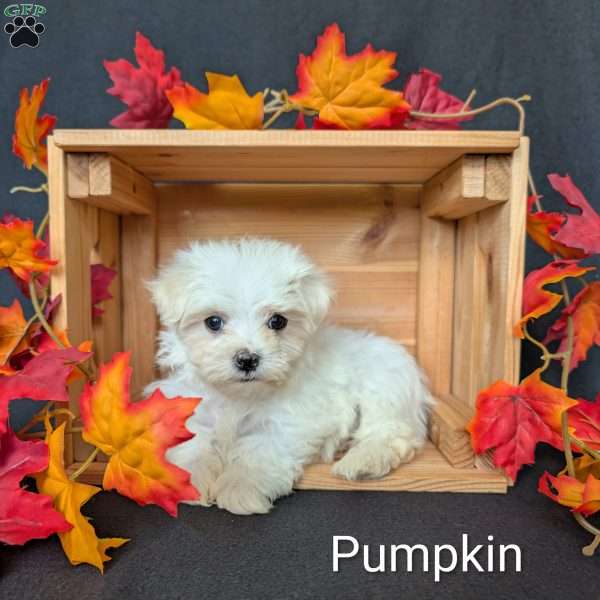 Pumpkin, Maltese Puppy