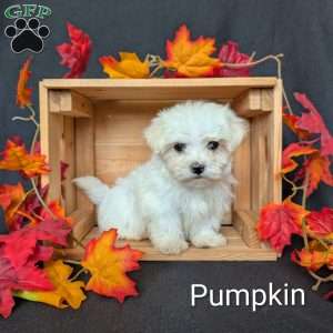 Pumpkin, Maltese Puppy