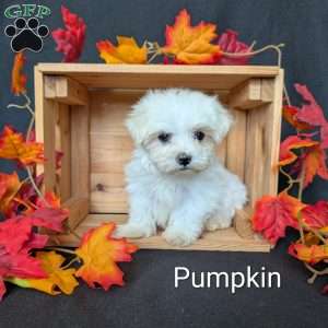 Pumpkin, Maltese Puppy