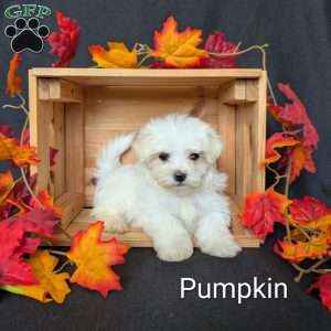Pumpkin, Maltese Puppy