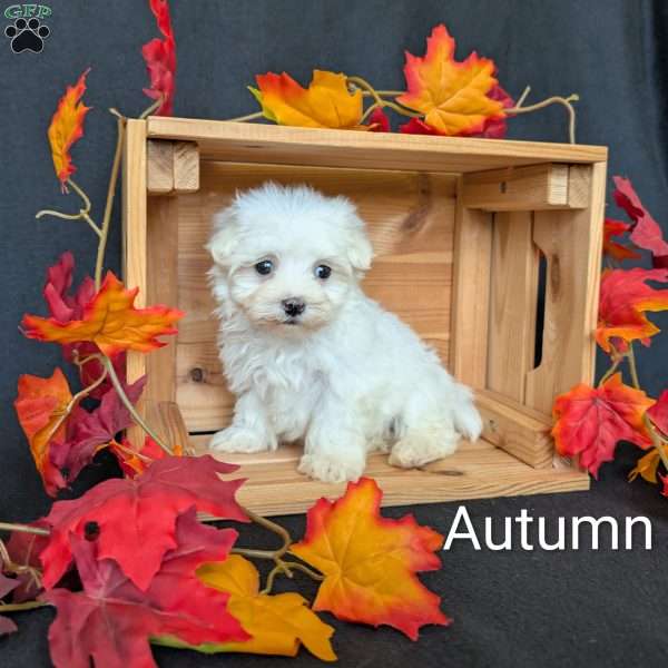 Autumn, Maltese Puppy