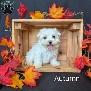 Autumn, Maltese Puppy