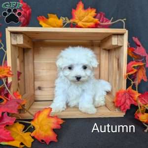 Autumn, Maltese Puppy