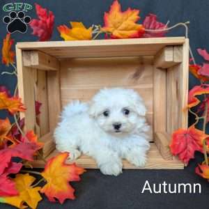 Autumn, Maltese Puppy