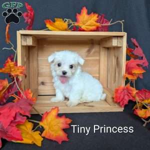 Tiny Princess, Maltese Puppy