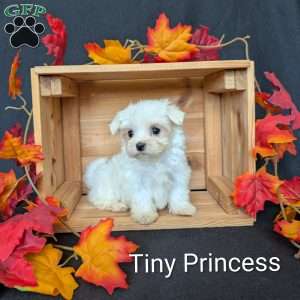 Tiny Princess, Maltese Puppy