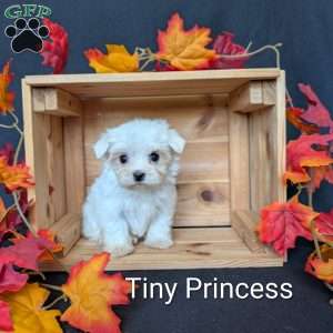 Tiny Princess, Maltese Puppy