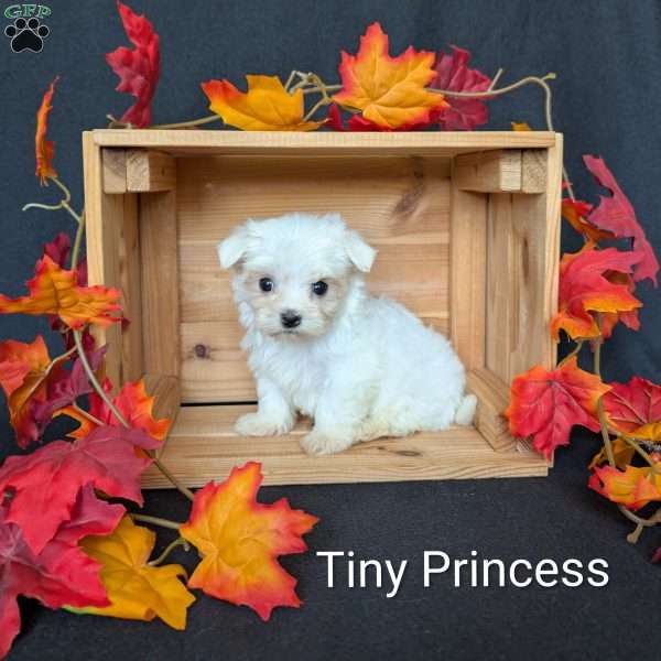 Tiny Princess, Maltese Puppy