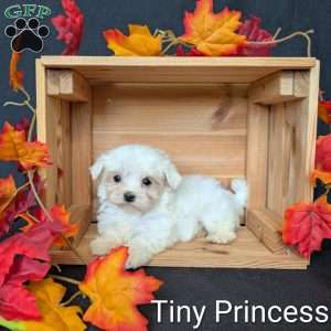 Tiny Princess, Maltese Puppy