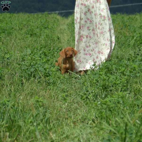Joy, Vizsla Puppy