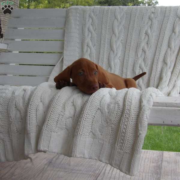 Hazel, Vizsla Puppy
