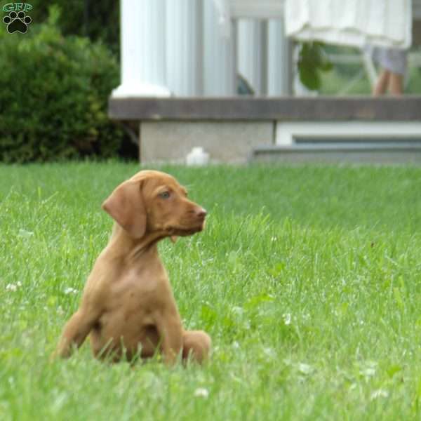 Cooper, Vizsla Puppy