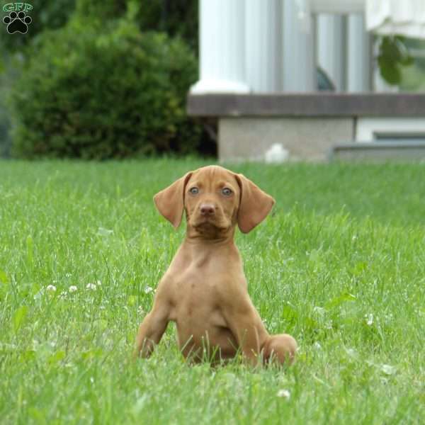 Bandit, Vizsla Puppy