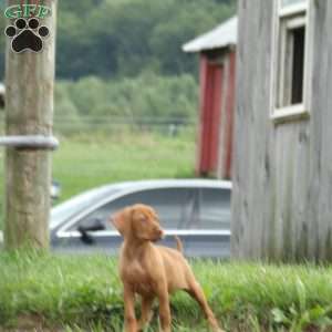 Bandit, Vizsla Puppy