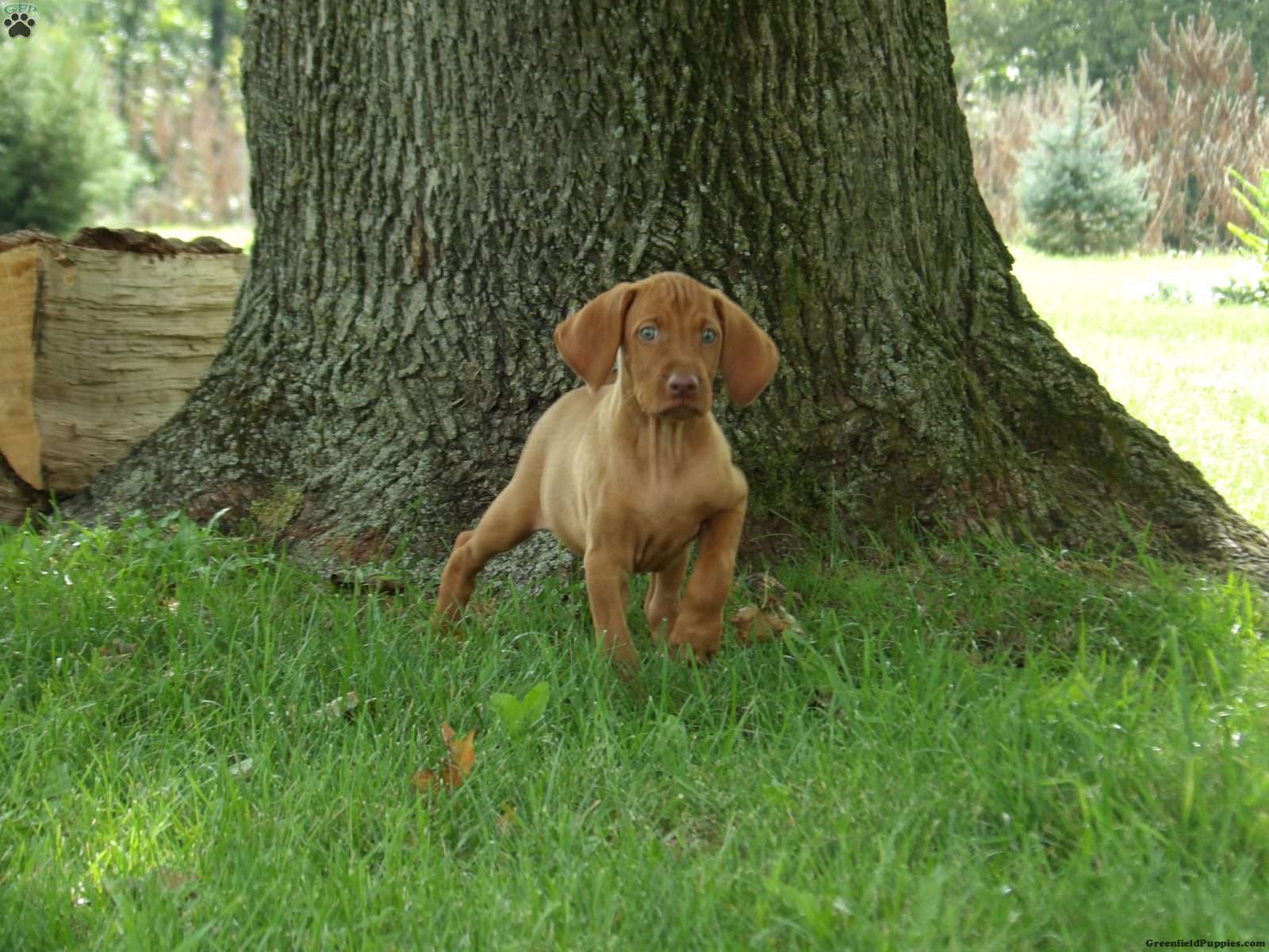 Hazel