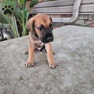 Jude, Great Dane Puppy