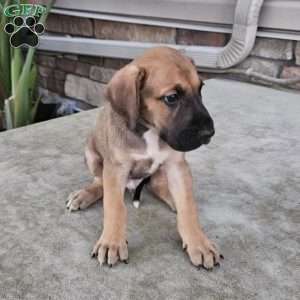 Jude, Great Dane Puppy