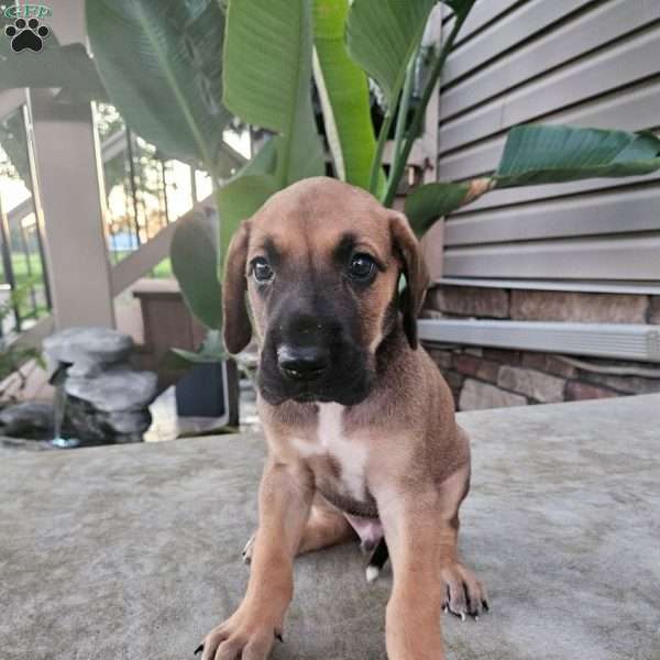 Jude, Great Dane Puppy