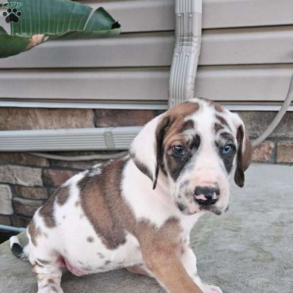 Jodi, Great Dane Puppy
