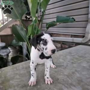 Jenni, Great Dane Puppy